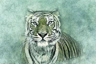 老虎 猫 艺术 抽象 优质的 动物 艺术的 设计 肖像