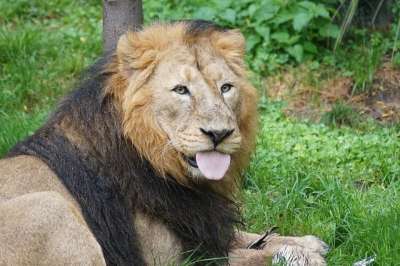 狮子 印度狮子 男性 大猫 捕食者 哺乳动物 吃下去 喂养 大华
