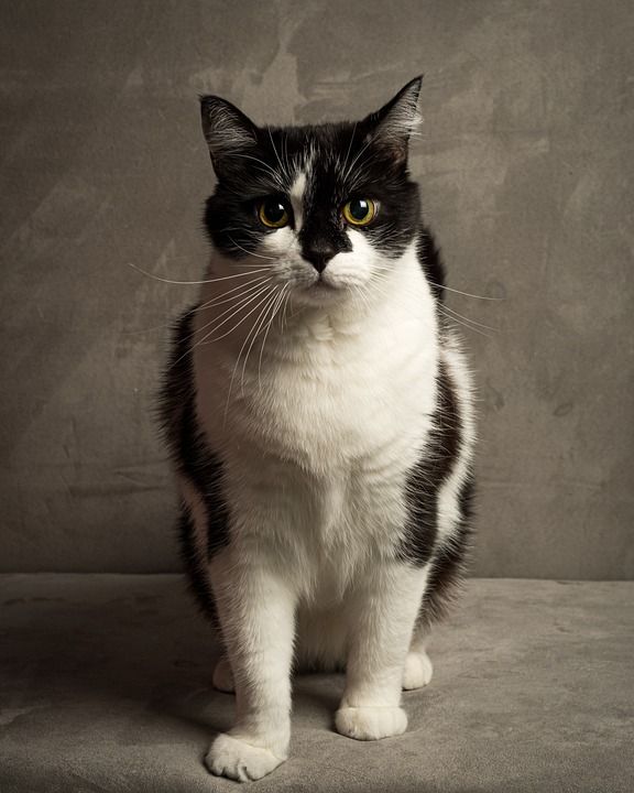 猫 宠物 猫科动物 动物 毛皮 基蒂 国内的 国内的猫 猫画像
