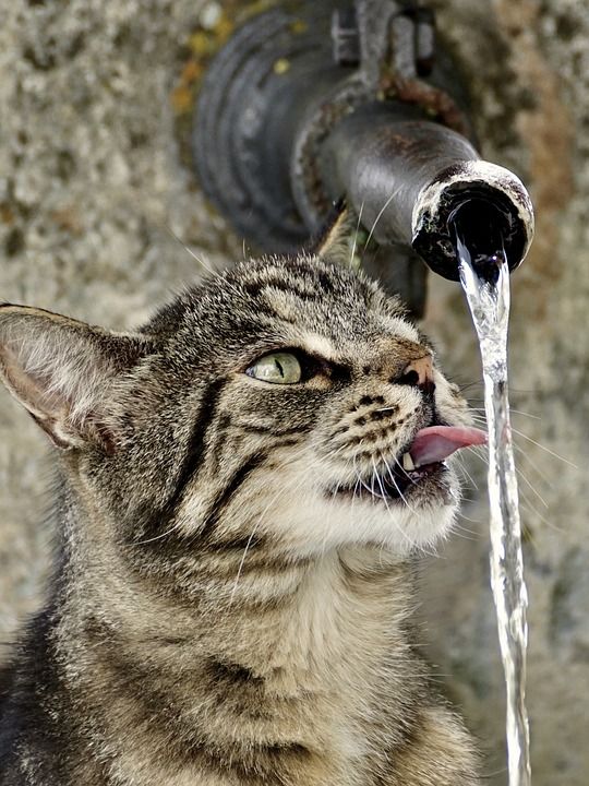 猫 老虎 动物 可爱的 野生动物 家猫 猫脸 家畜 关闭 猫眼
