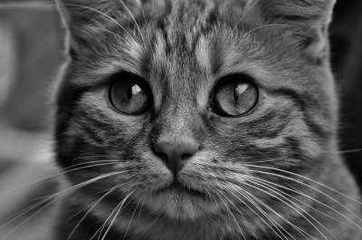 猫 宿醉 可爱的 鲭鱼 老虎 舒适 动物 家猫 毛皮 野生动物
