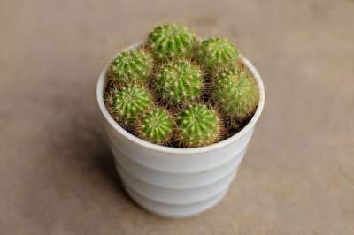 仙人掌 室内植物 盆花 家居装饰 植物学 植物 自然