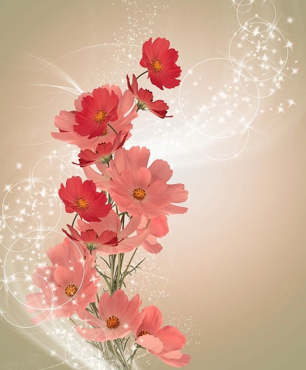 花 背景 明信片 美丽 盛开 Kosmeja 明亮的 假期 邀请