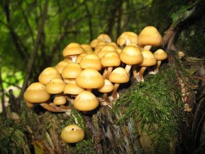 滑菇 蘑菇 Kuehneromyces 芙蓉 树桩 苔藓 森林