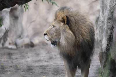 猫 狮子 怒吼 大猫 男性 捕食者 动物 鬃毛 狮子的鬃毛