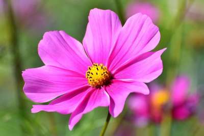 宇宙 花 Cosmea 粉红色的花 花瓣 粉红色的花瓣 盛开 开花