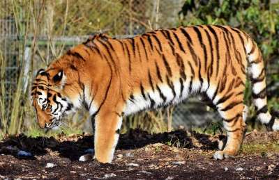 老虎 大猫 捕食者 野猫 虎头 舌头 危险的 高贵 大华