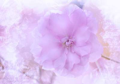 花 开花 绘画 浪漫的 写作 背景