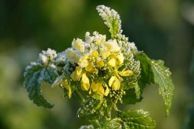 黄色芥末 芥末 芥末叶 冻结 寒冷的 冰冷的 霜 植物 开花