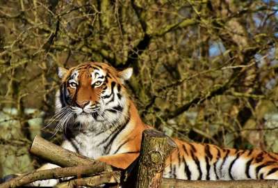 老虎 西伯利亚虎 大猫 捕食者 食肉动物 野猫 危险的 动物园