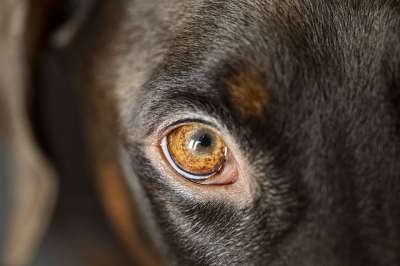 狗 眼睛 头 宠物 动物 家犬 犬类 哺乳动物 杜宾 重点