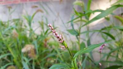 由转 夏天 花 小的 粉红色 漂亮的 野花 小 粉色的