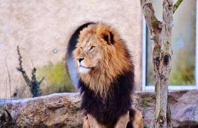 狮子 大猫 捕食者 狮子的鬃毛 鬃毛 猫 荒野 食肉动物 非洲
