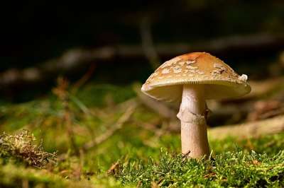 蘑菇 珍珠蘑菇 森林 森林蘑菇 森林地面 光盘真菌 苔藓 绿色