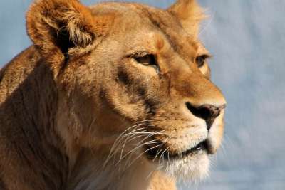 母狮 动物园 动物 狮子 猫 野生动物 大 荒野 捕食者