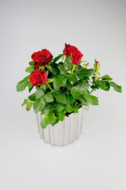 玫瑰 花朵 玫瑰植物 花束 室内植物 家居装饰