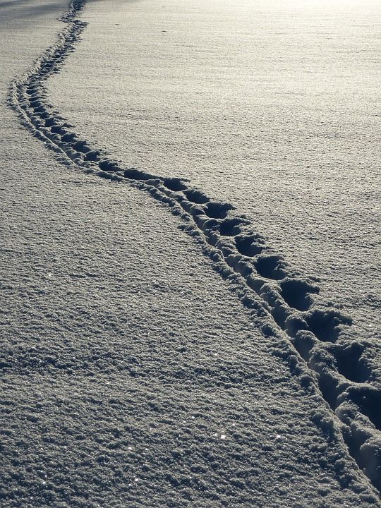 雪 脚印 冬天 白色的 脚印 脚印 脚印 脚印 脚印