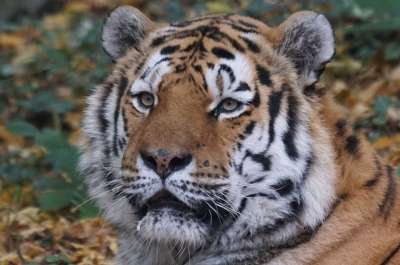 老虎 Amurtiger 大猫 动物园 荒野 动物