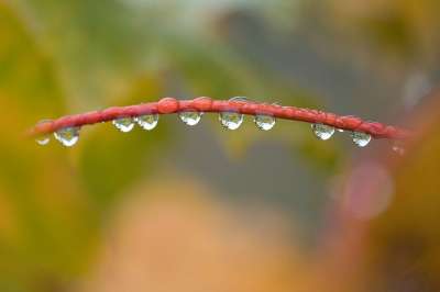 分支 科 露 露珠 雨滴 雨 滴 落下 秋天的 秋天的颜色