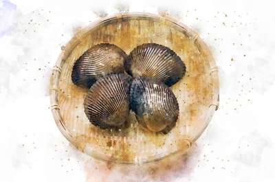 扇贝 海鲜 水彩 绘画 装饰 艺术的 设计 刷子 邮政 厨师