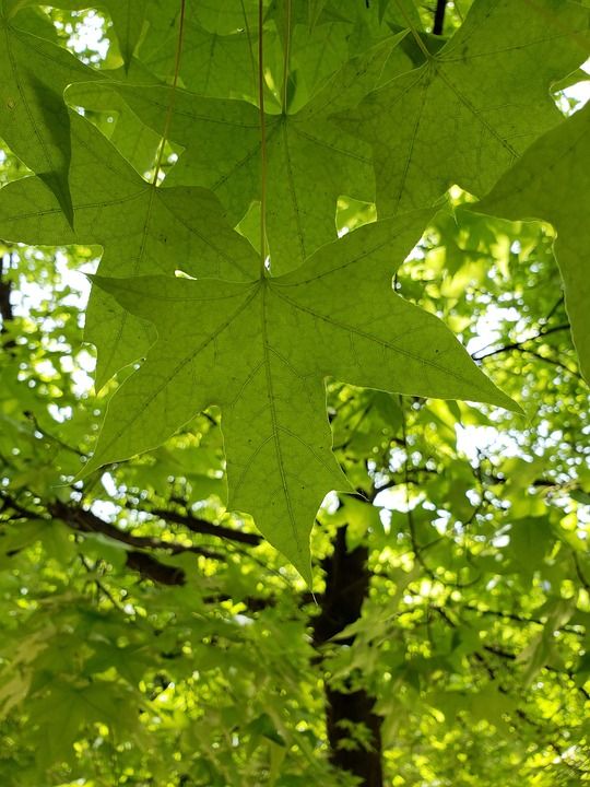 树叶 夏日 绿意 花草