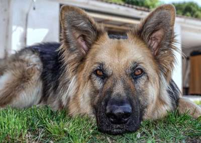 狗 动物 牧羊犬 狗狼 德国牧羊犬 成年狗 狗休息 坐着的宠物