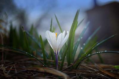 自然 番红花 植物 户外 花 树叶 花园 夏天 绿色 特写