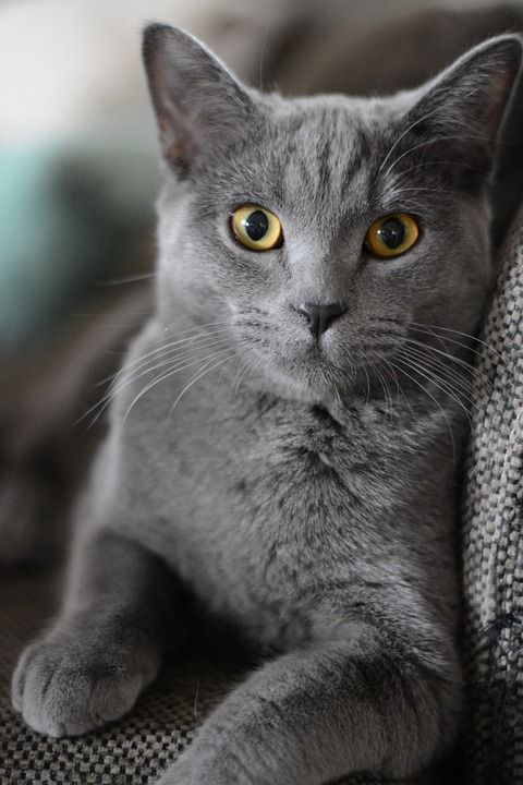猫 宠物 动物 英国短毛猫 国内的 猫科动物 哺乳动物 小猫