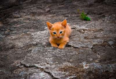 小猫 猫 宠物 猫科动物 动物 毛皮 说谎 胡须 基蒂 国内的
