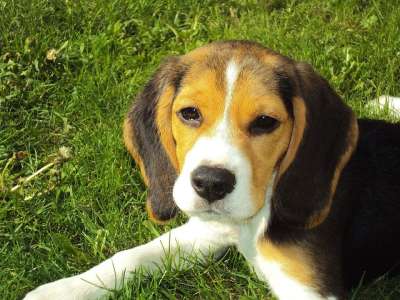 比格犬 猎犬 狗 犬类 纯种 比格犬 比格犬 比格犬 比格犬