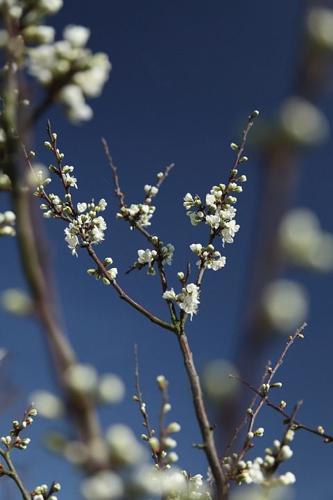春天 开花 李 树 枝杈 季节 丰富多彩的 花瓣 白色的 花园