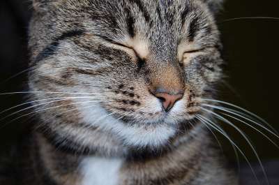 猫 宠物 猫科动物 动物 毛皮 基蒂 胡须 哺乳动物 小猫