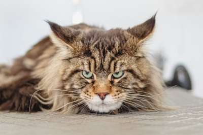 宠物 纯种猫 猫 猫科动物 动物 猫 猫 猫 猫 猫 动物