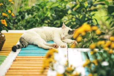 猫 宠物 猫科动物 动物 毛皮 基蒂 睡眠 说谎 户外 国内的
