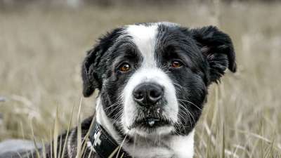 狗 宠物 犬类 动物 毛皮 鼻子 哺乳动物 国内动物 狗肖像