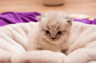 动物儿童 猫 波斯人 婴儿 小猫