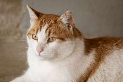 猫 猫眼 眼睛 看法 动物 宿醉 鲭鱼 家猫 猫脸 肖像