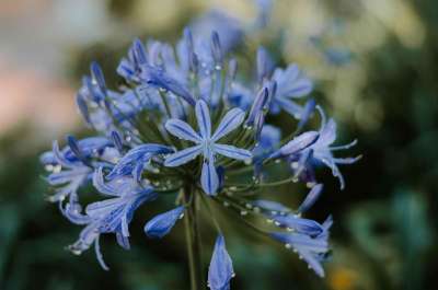 花朵 花瓣 百合水 盛开 开花 植物 夏天 植物群 花园 春天