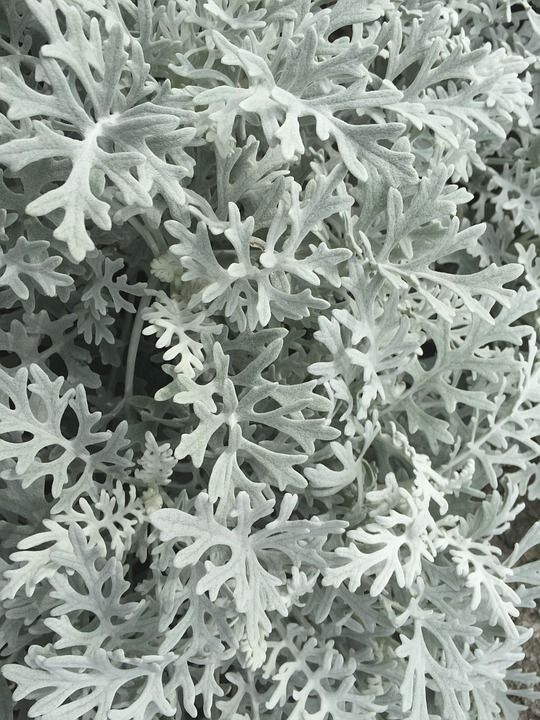 花草 风景 意境