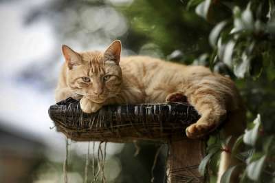猫 宠物 猫科动物 动物 毛皮 胡须 基蒂 说谎 哺乳动物