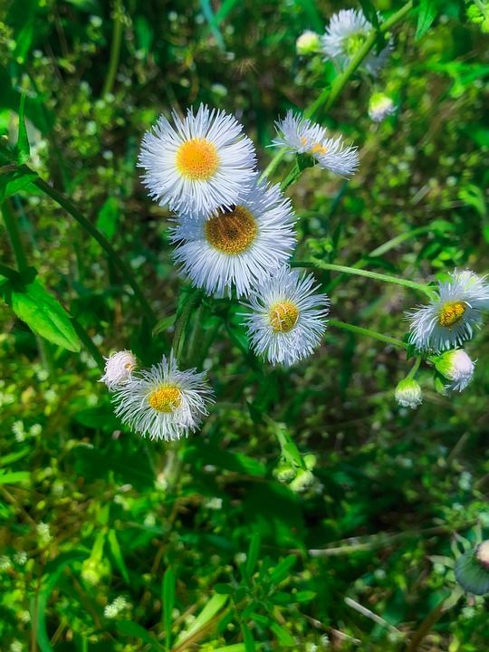 白翠菊花 毛状菌 白Aster 白色的花 白色春天的花朵 春天盛开