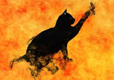 猫 超现实的 轮廓 神秘 魔术