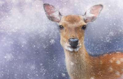 鹿 冬天 獐鹿 寒冷的 动物 小鹿 哺乳动物 雪 动物园