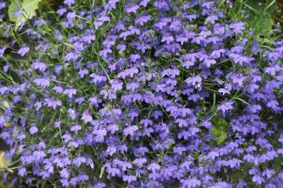 紫花 小花 野花 花 花草 紫色的 山花 花卉园
