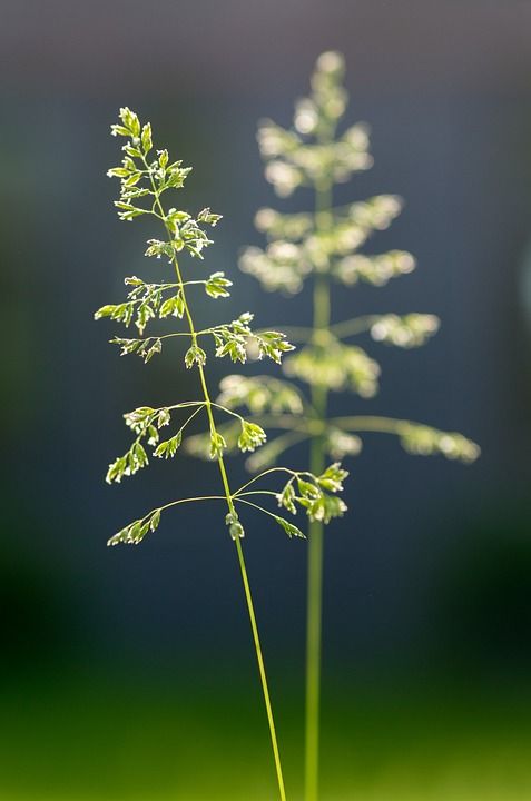 Ppt背景 花草 鼠尾草 色彩 Iphone壁纸