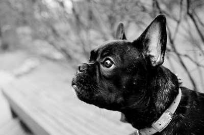 狗 犬类 宠物 动物 哺乳动物 法国斗牛犬 外形 黑和白 灰狗