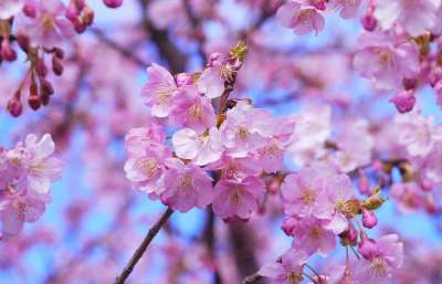 樱花 树 花朵 樱花树 粉红色的花朵 盛开 开花 植物群 日本