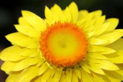 花 蜡菊 花草 春天 丰富多彩的 花园