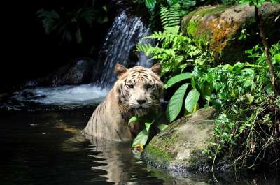 老虎 白色的 荒野 捕食者 猫科动物 动物园 强的 凶猛的 胡须