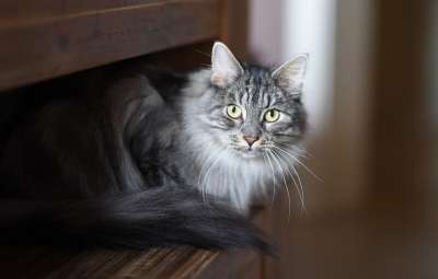 动物 猫 宠物 猫科动物 哺乳动物 胡须 毛皮 动物 动物 猫